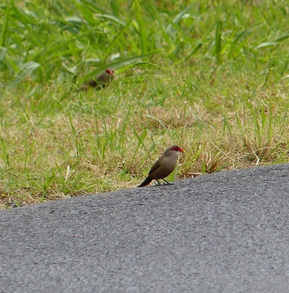 Common Waxbills